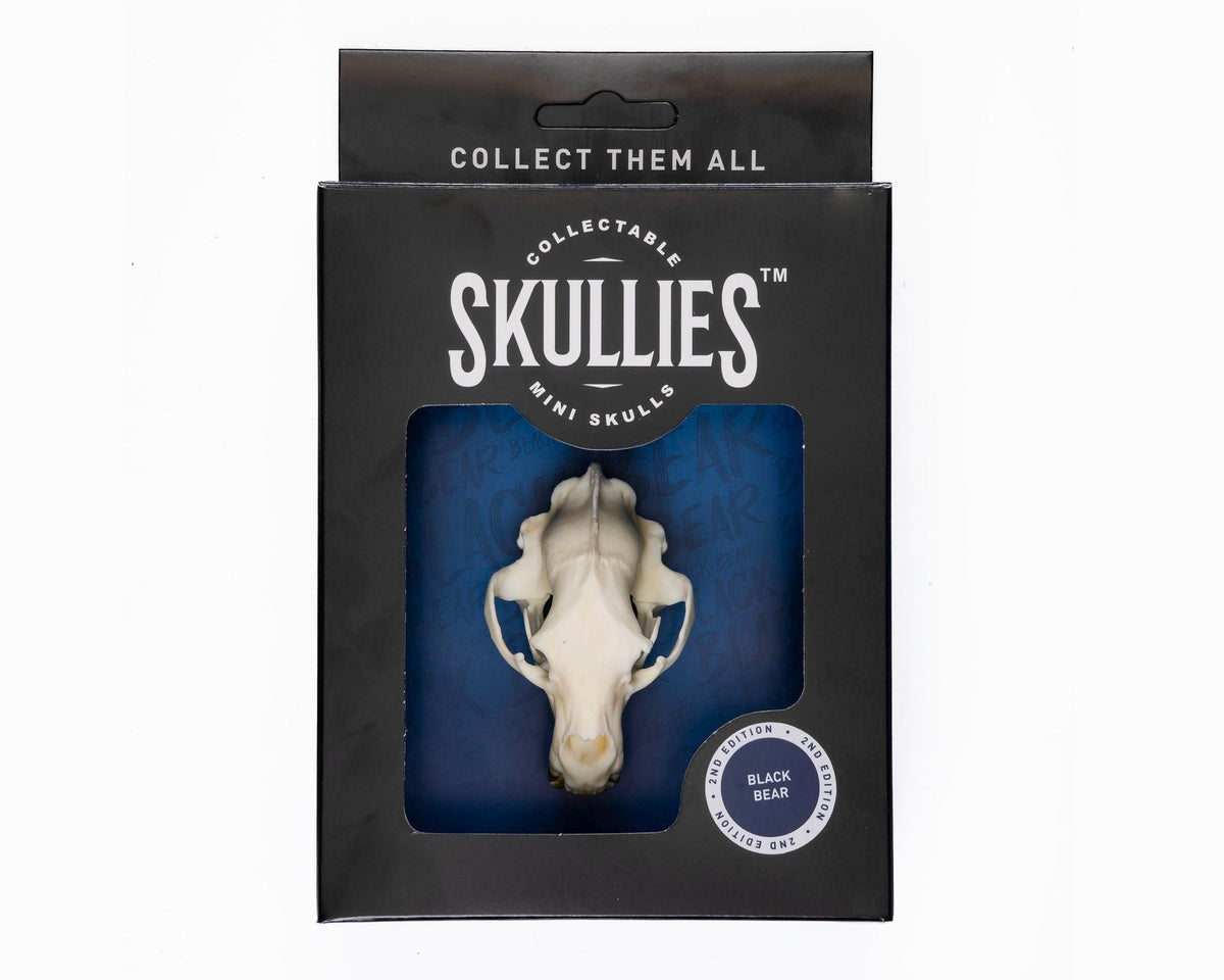Resin Skullies - Miniature Replica Black Bear Skull - Skullies
