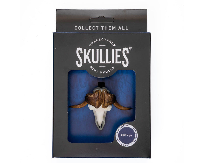 Load image into Gallery viewer, Resin Skullies - Miniature Replica Musk Ox Skull - Skullies