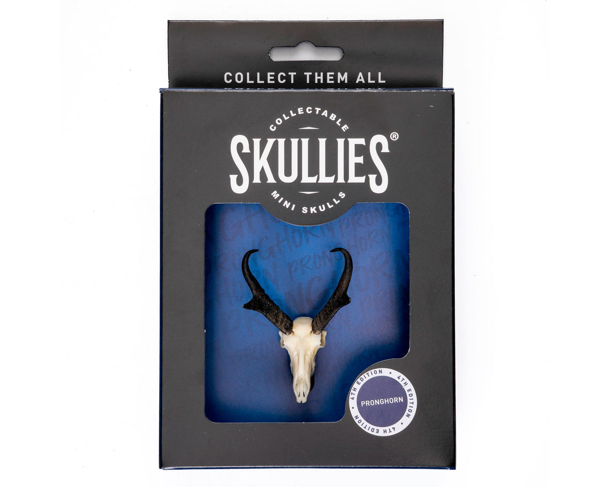 Resin Skullies - Miniature Replica Pronghorn Skull - Skullies