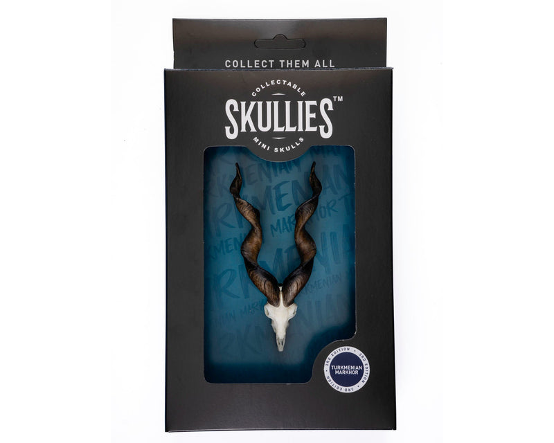 Load image into Gallery viewer, Resin Skullies - Miniature Replica Turkmenian Markhor Skull - Skullies