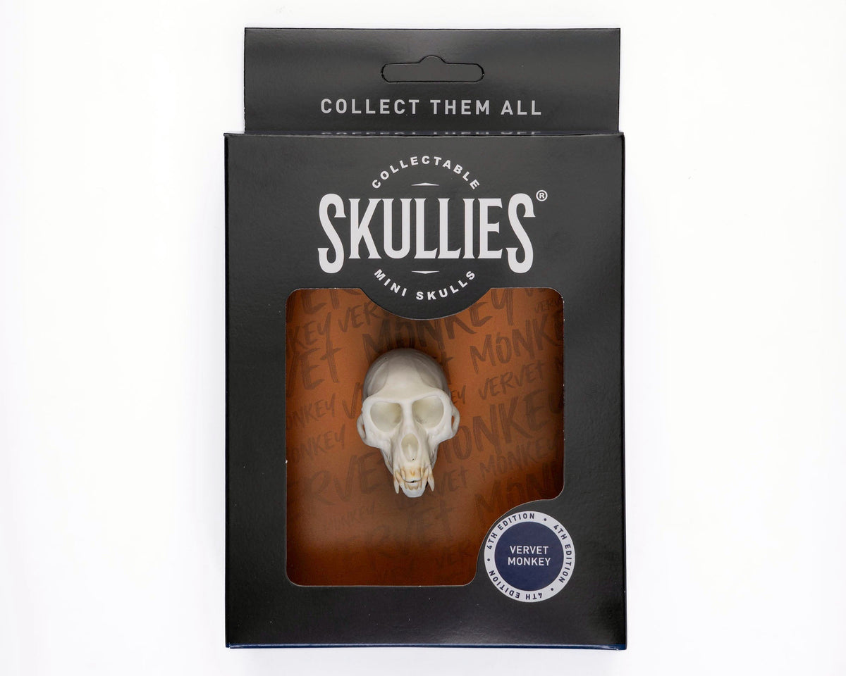 Resin Skullies - Miniature Replica Vervet Monkey Skull - Skullies