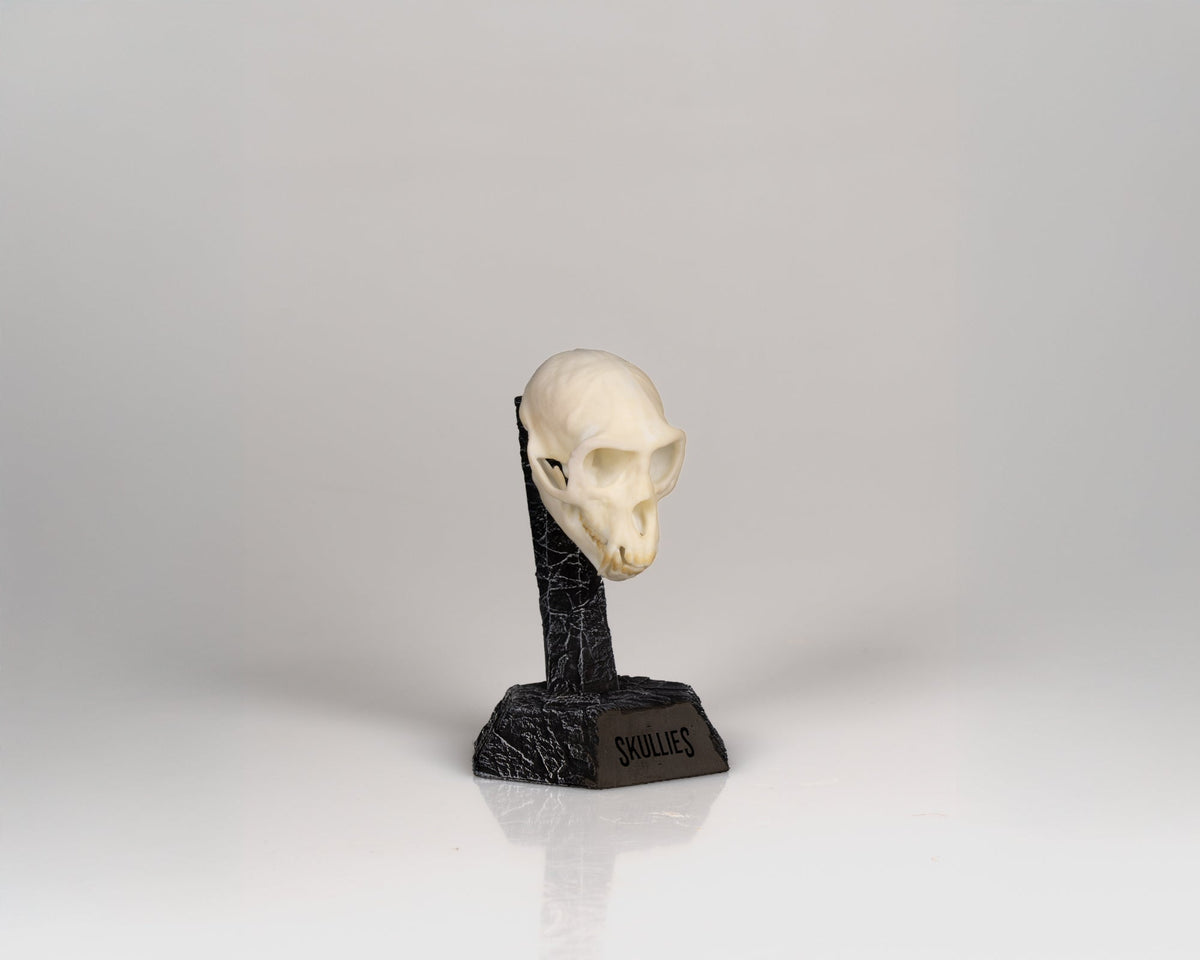 Resin Skullies - Miniature Replica Vervet Monkey Skull - Skullies