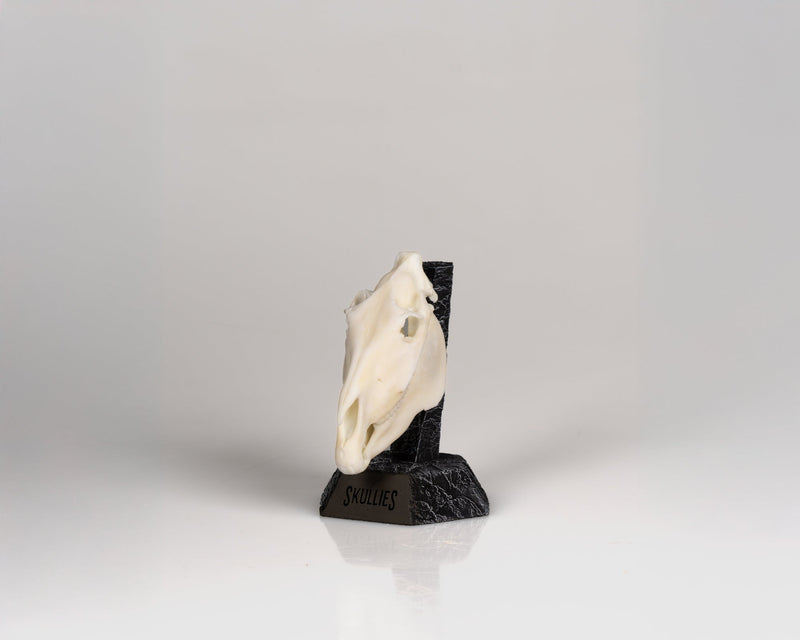Load image into Gallery viewer, Resin Skullies - Miniature Replica Zebra Skull - Skullies
