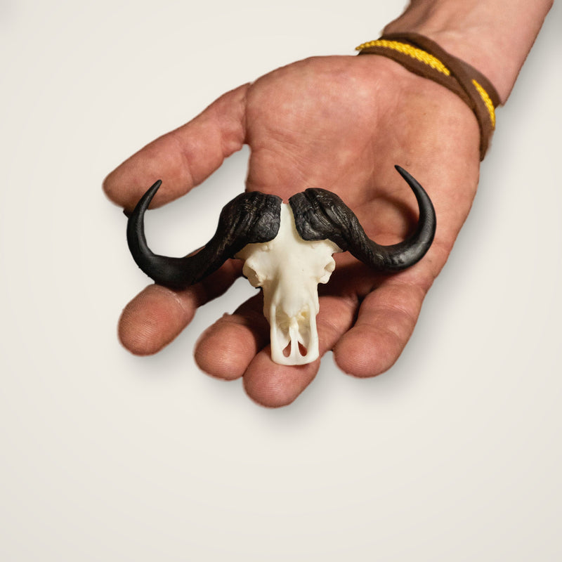 Load image into Gallery viewer, Cape Buffalo Skullie held in hand for scale