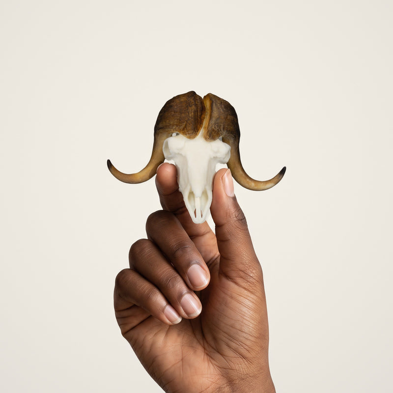 Load image into Gallery viewer, Musk Ox Skullie held in hand for scale