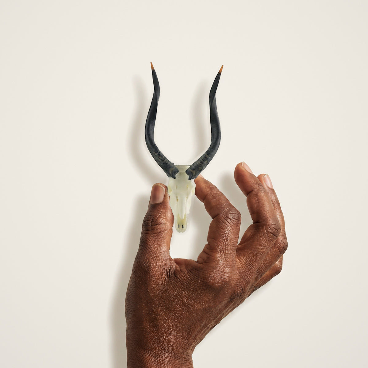 Nyala Skullie held in hand for scale
