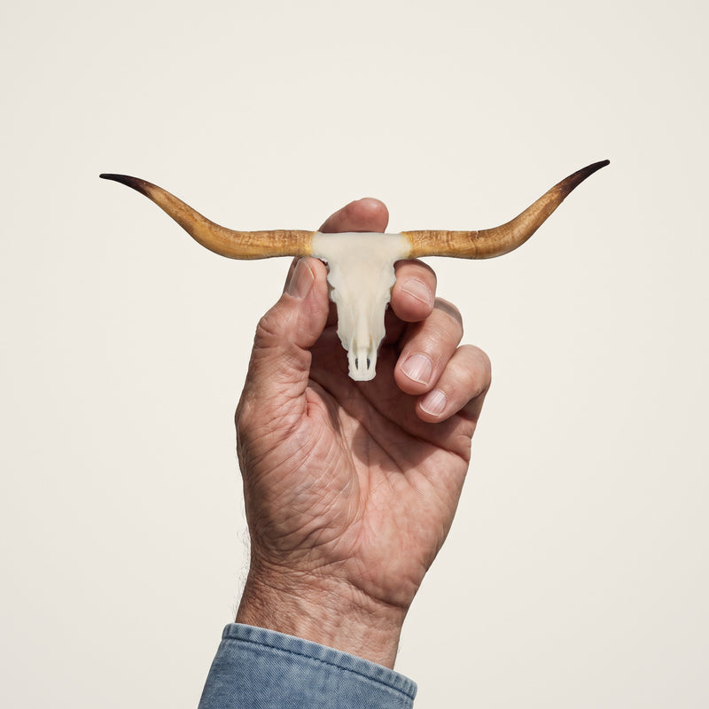 Load image into Gallery viewer, Texas Longhorn Skullie held in hand for scale