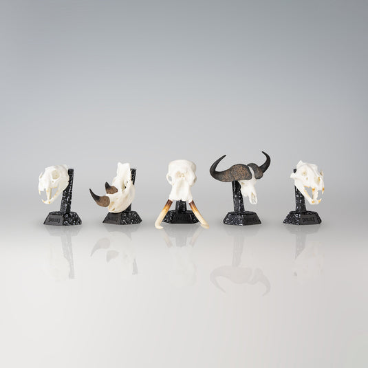 Resin Skullies Sets