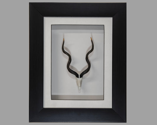 Framed Kudu Skullie
