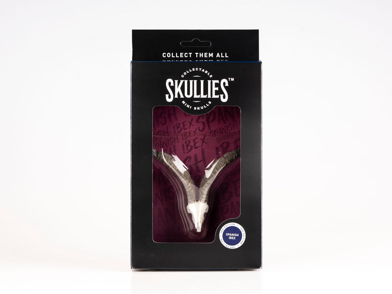 Load image into Gallery viewer, Resin Skullies - Miniature Replica Spanish Ibex Skull
