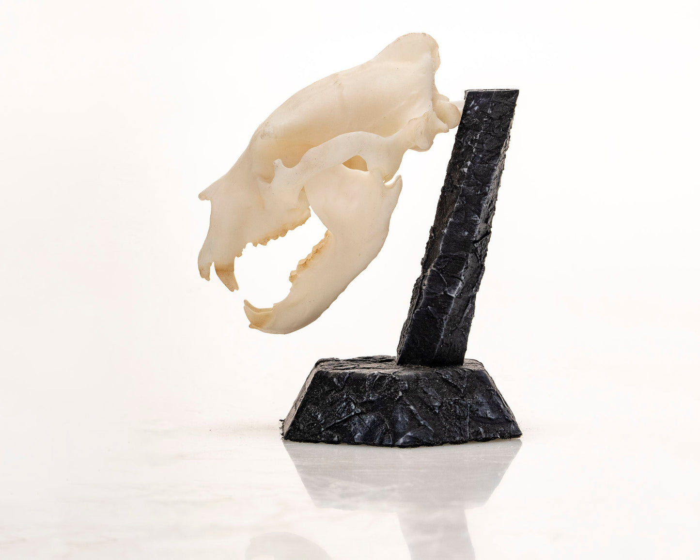 Resin Skullies - Miniature Replica Black Bear Skull