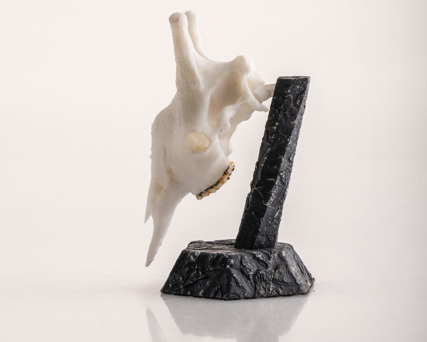 Skullies - Resin - Miniature Replica Giraffe Skull