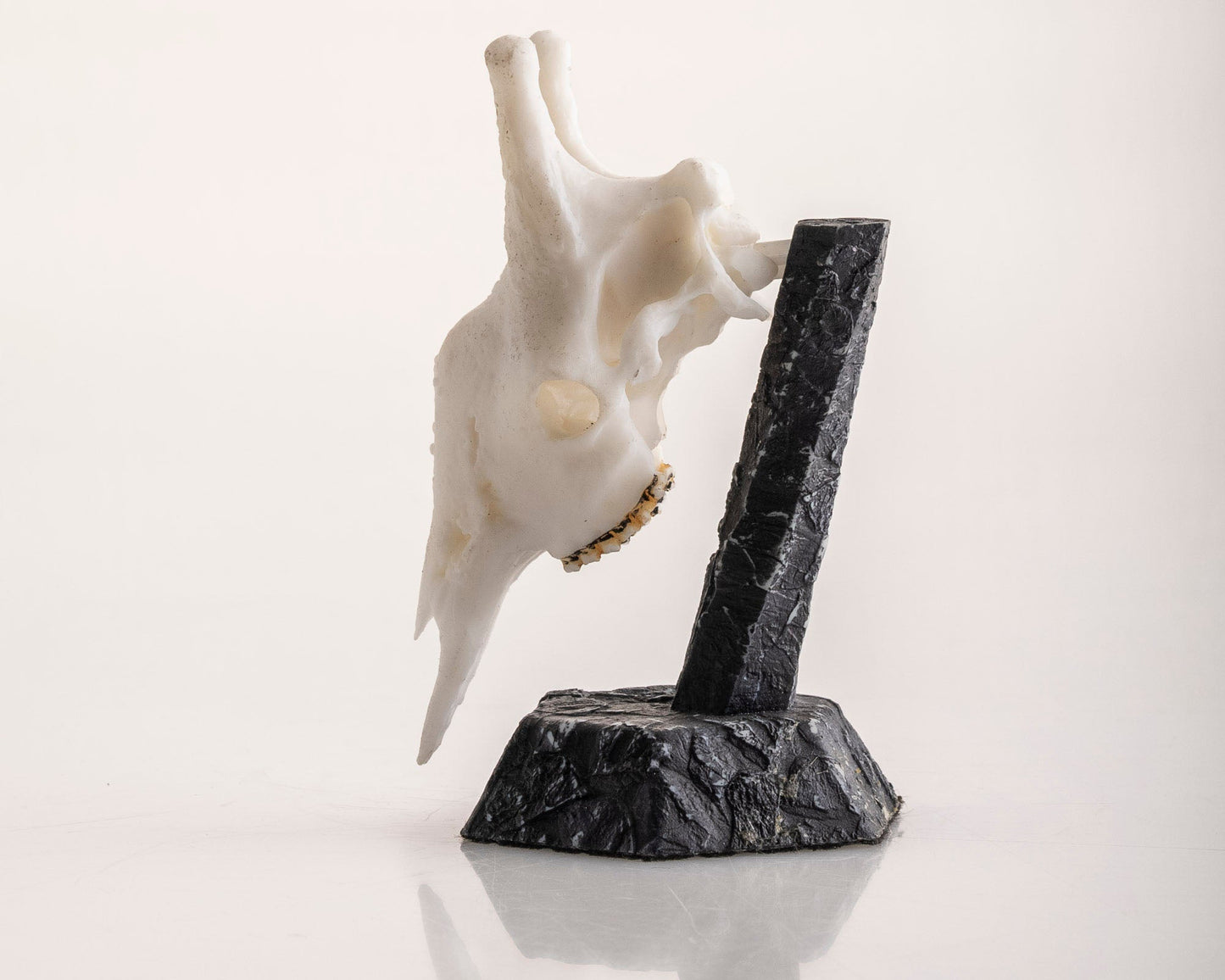 Resin Skullies - Miniature Replica Giraffe Skull