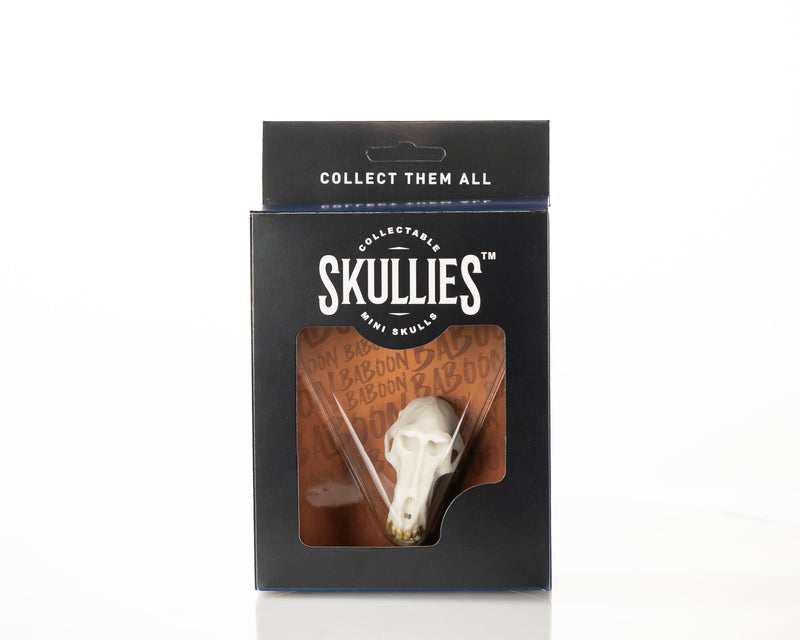 Load image into Gallery viewer, Resin Skullies - Miniature Replica Baboon Skull
