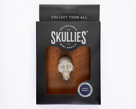 Resin Skullies - Miniature Replica Vervet Monkey Skull