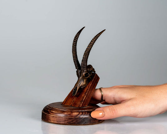 Bronze Skullies - Replica Miniature Roan Skull - Skullies