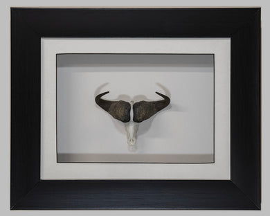Framed Buffalo Skullie - Skullies