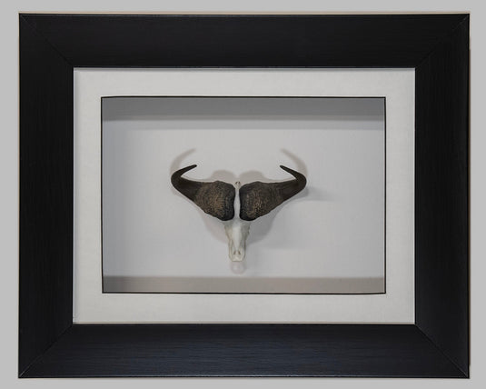 Framed Buffalo Skullie - Skullies