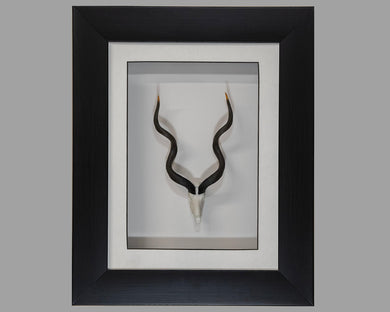 Framed Kudu Skullie - Skullies