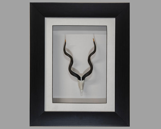 Framed Kudu Skullie - Skullies
