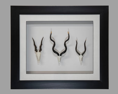 Framed Spiral Skullies - Skullies
