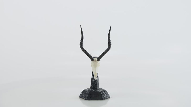 Load and play video in Gallery viewer, Resin Skullies - Miniature Replica Impala Skull
