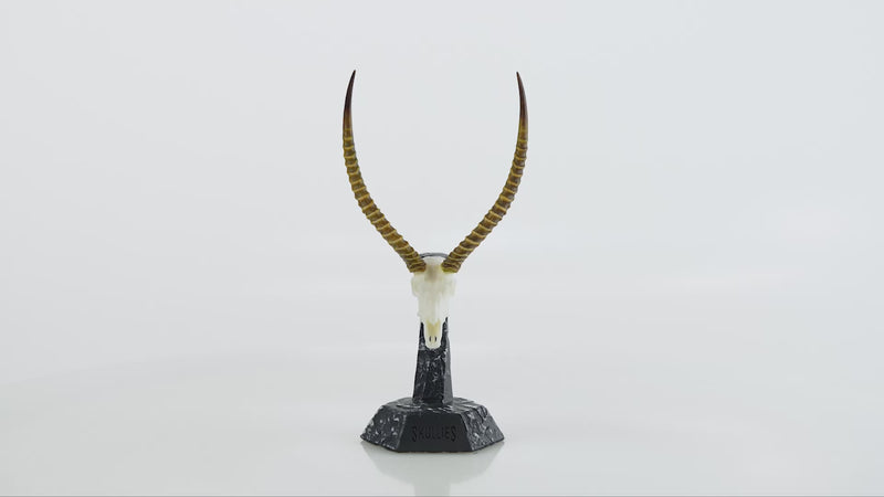 Load and play video in Gallery viewer, Resin Skullies - Miniature Replica Waterbuck Skull
