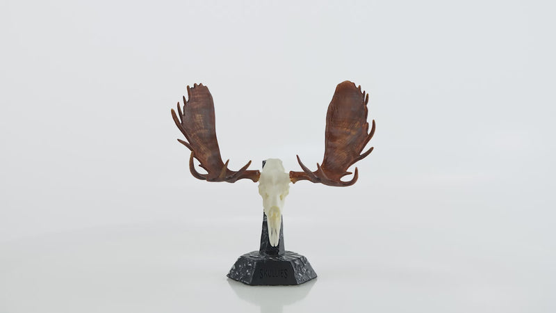 Load and play video in Gallery viewer, Resin Skullies - Miniature Replica Moose Skull
