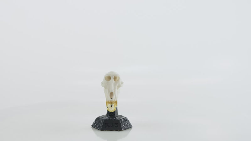 Load and play video in Gallery viewer, Resin Skullies - Miniature Replica Baboon Skull
