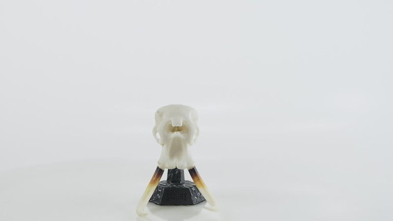 Load and play video in Gallery viewer, Resin Skullies - Miniature Replica Elephant Skull
