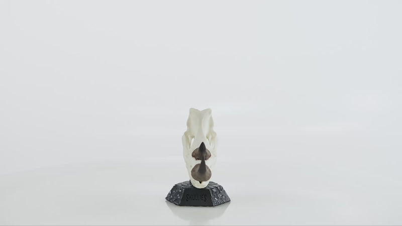 Load and play video in Gallery viewer, Resin Skullies - Miniature Replica Rhino Skull
