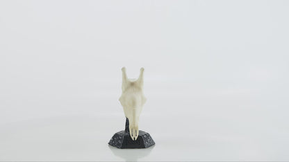 Hand-Painted Giraffe Skull Collectible - Skullies Original