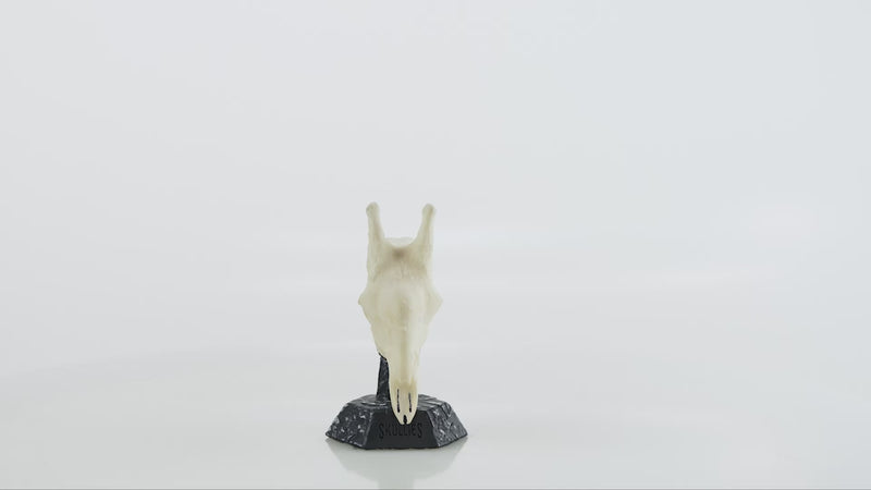 Load and play video in Gallery viewer, Resin Skullies - Miniature Replica Giraffe Skull
