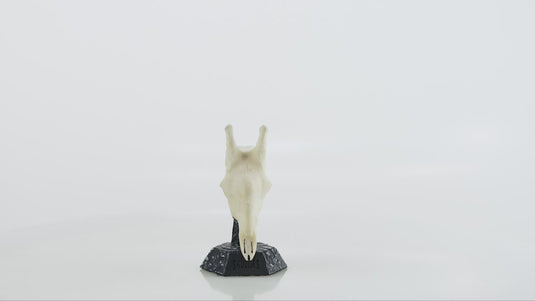 Resin Skullies - Miniature Replica Giraffe Skull