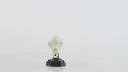 Hand-Painted Black Bear Skull Collectible - Skullies Original