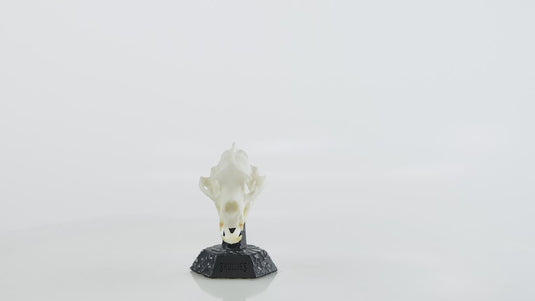 Resin Skullies - Miniature Replica Black Bear Skull