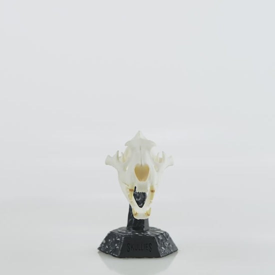 Lion Skullie, 360° turntable video