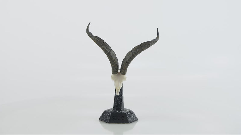 Load and play video in Gallery viewer, Resin Skullies - Miniature Replica Spanish Ibex Skull
