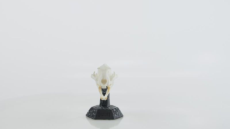 Load and play video in Gallery viewer, Resin Skullies - Miniature Replica Leopard Skull
