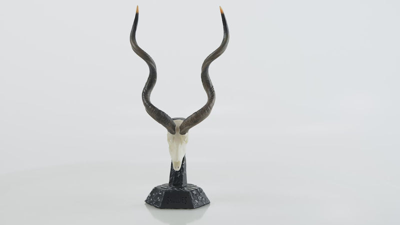 Load and play video in Gallery viewer, Resin Skullies - Miniature Replica Southern Greater Kudu Skull
