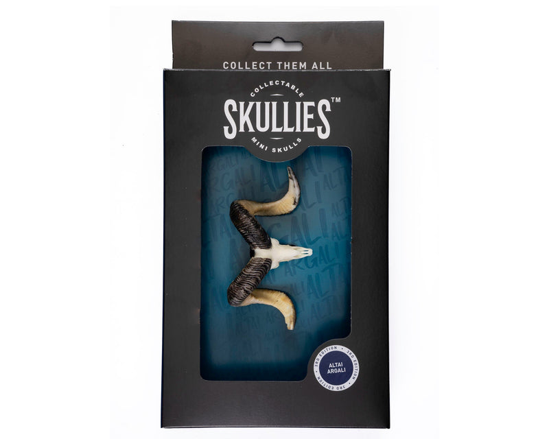 Load image into Gallery viewer, Resin Skullies - Miniature Replica Altai Argali Skull - Skullies
