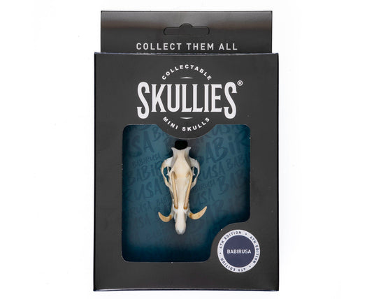 Resin Skullies - Miniature Replica Babirusa Skull - Skullies