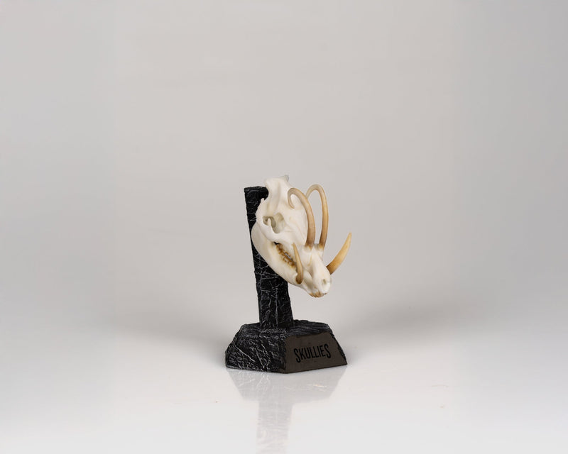 Load image into Gallery viewer, Resin Skullies - Miniature Replica Babirusa Skull - Skullies

