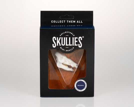 Resin Skullies - Miniature Replica Bush Pig Skull - Skullies