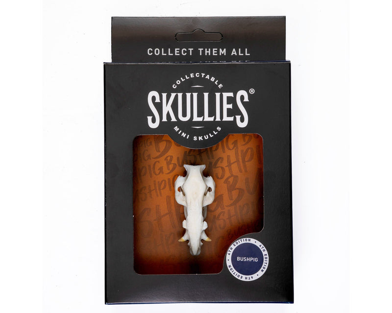 Load image into Gallery viewer, Resin Skullies - Miniature Replica Bushpig Skull - Skullies

