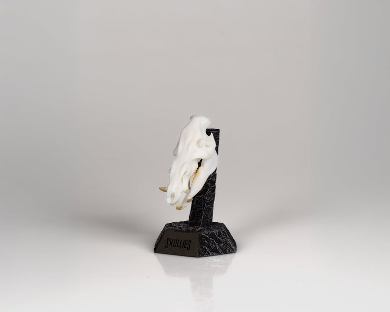 Load image into Gallery viewer, Resin Skullies - Miniature Replica Bushpig Skull - Skullies
