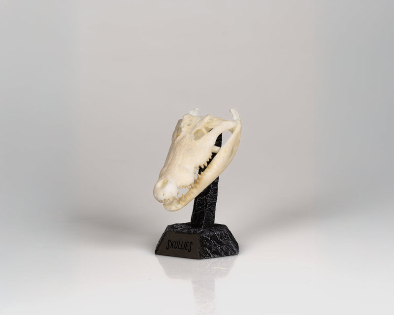 Load image into Gallery viewer, Resin Skullies - Miniature Replica Crocodile Skull - Skullies
