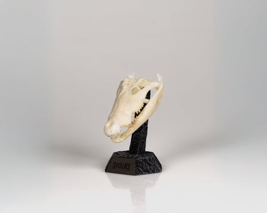 Resin Skullies - Miniature Replica Crocodile Skull - Skullies