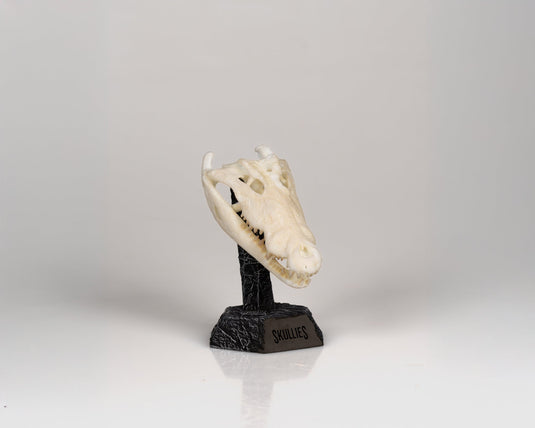 Resin Skullies - Miniature Replica Crocodile Skull - Skullies