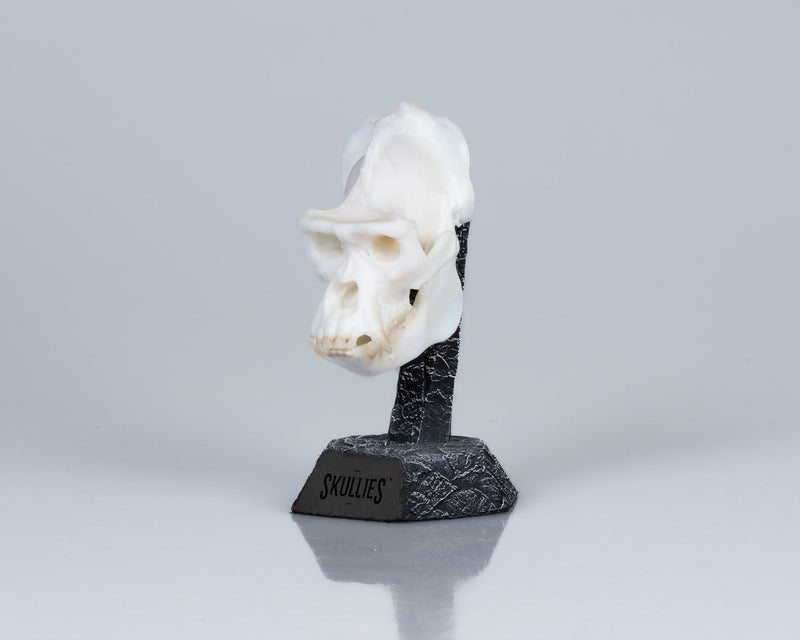 Load image into Gallery viewer, Resin Skullies - Miniature Replica Gorilla Skull - Skullies

